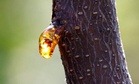 Researchers Uncovered 21 Ancient Creatures Trapped in an Amber Deposit and Remarkably Preserved for 112 Million Years