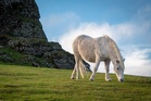 Claims of Dartmoor pony cull reignite row over how to save Britain’s moorlands