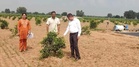 12-year horticulture push transforms farming in Haryana’s Sirsa