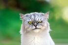 If you’re feeling down, maybe don’t pet your cat, new study suggests