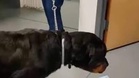 Vet removes object from Rottweiler's throat, leaving its owner mortified