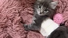 Kitten born with severe chest deformity saved by veterinary miracle