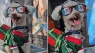 Rescue dog Osito steals hearts at the World Cup, one bike ride at a time
