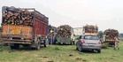 Timber smuggling bid foiled in Nurpur; 7 vehicles seized