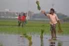 In pictures: Bihar migrants brave heat and humidity to keep Punjab’s paddy season on track