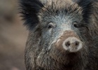 Toddler injured as wild boar rams into pram in Poland