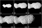 NASA’s Lucy Spacecraft Uncovers Violent Birth Of Peanut-Shaped Asteroid