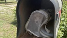 Neighbours discover a stranger has 'posted' a tiny dog through their mailbox