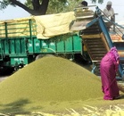 Moong fetches Rs 8,200 a quintal at Kotkapura mandi, boosting crop diversification