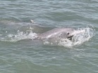 Gujarat's Shivrajpur and Poshitra dolphin sites recognised as 'best spots': Forest and Environment Minister Arjun Modhwadia