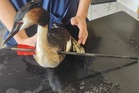Bird survives arrow shot through neck, rescued by German firefighters