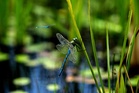 Where have all the dragonflies gone