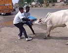 Cow gets its head stuck in plastic drum, quick thinking by 2 Gujarat locals saves the day