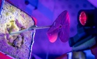 Researchers Found a Way to Turn Ordinary Plants into Renewable Medicine Factories for Mars Missions