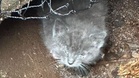 Kitten saved from a drainpipe, but rescuers make a shock discovery days later