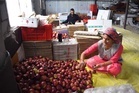 Himachal Pradesh Horticulture Department eyes 2.5 crore apple boxes this season