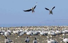 AI-enabled cameras, drone surveys to drive Haryana’s first digital bird Census