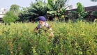 From battlefield to organic fields: Ex-serviceman shows the way