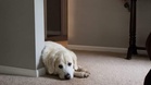 Woman refuses to clean a dark stain on her carpet for a heartbreaking reason