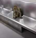 Spotted! Monkey takes Delhi Metro ride, sparks amusement and security concerns