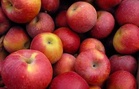 Hill states’ apple growers write to PM Modi, seek protection in India-US trade deal
