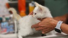 Pet Blood Bank UK launches dedicated service for cats in need