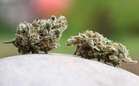 Major raids target Europe-wide drug ring operating from Germany