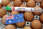 H5N1 A dangerous bird flu