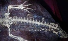 Hidden Under Rock for 125 Million Years, This Crocodile’s Skin Was So Well Preserved That Scientists Can Still Study Its Details