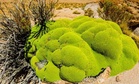 Scientists Exploring Harsh Deserts Found Something Hidden Inside Mosses That No One Had Ever Seen Before