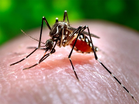 Cleanliness drive launched in Patiala to prevent dengue