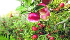 Himachal: Scientists, farmers discuss sub-tropical fruit cultivation
