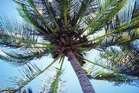Kerala HC uses humour, Bible to end bitter dispute over coconut tree