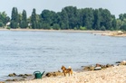 Three found dead in Rhine river in south-western Germany