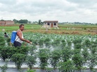 Telangana procures record 80 LMT paddy, seeks revised target and CMR extension