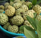Madhya Pradesh: GI tag for Seoni’s famous jumbo custard apple