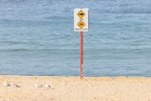 Australia's dilemma: Can beaches be made safe without killing sharks?