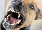 Rabies bites back: Europe warned of return of rabid animals