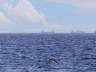 UN agency says major plan underway to evacuate 11,000 seafarers through Strait of Hormuz