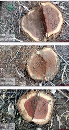 Khair tree felling goes unabated in Nurpur forests