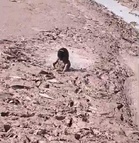 Girl gets stuck in Kaushalya Dam swamp, rescued
