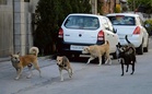 AAP gen secy seeks modern dog shelter for Mohali