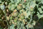 6 months after seizure, Canada border agency reveals 520.6 kg opium was hidden in paper roll in marine container
