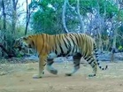 Tigress spotted in Udanti-Sitanadi Tiger Reserve after 8 years, new entry in Tiger Census 2026 records