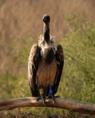 Captive-bred vulture soars 3,334 km from Maharashtra to Ranthambore