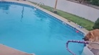 Woman checks pool camera and is stunned to see her dog saving a tiny life