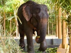 A new hope for Maniki: Ailing elephant to receive treatment at Vantara
