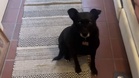Dog has a strange reaction to Spanish: a secret from her past comes to light