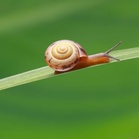 2 new microscopic snail species discovered in Meghalaya’s limestone caves