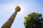 Berlin memorial commemorates Jehovah's Witnesses persecuted by Nazis